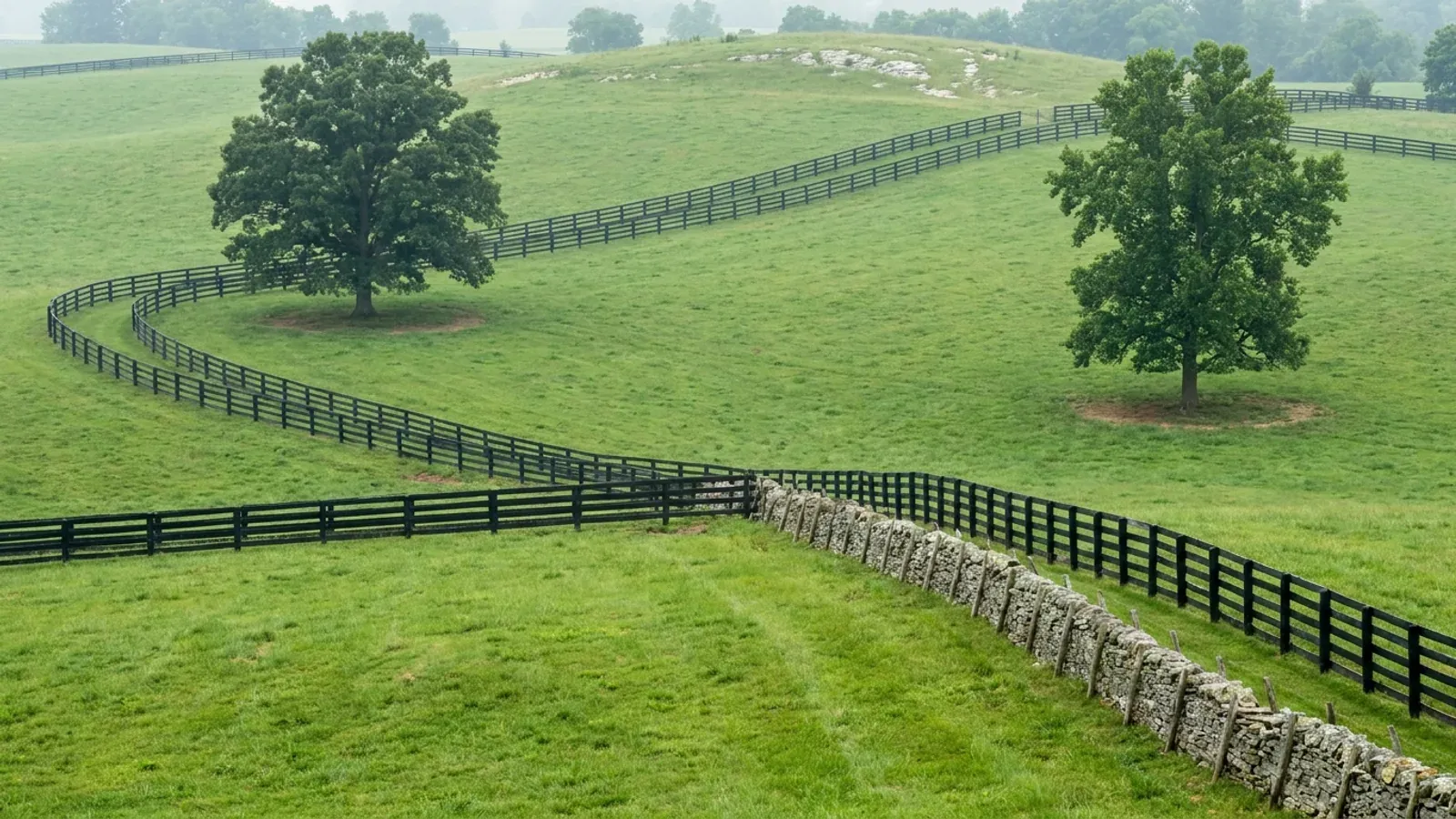 Rolling Inner Bluegrass horse pasture divided by black plank fencing, with large open-grown oaks and a dry-laid limestone fence.
